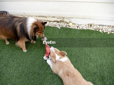 Corgi sheepdog sales