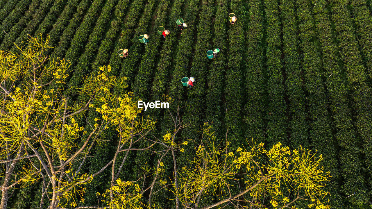 low angle view of plants