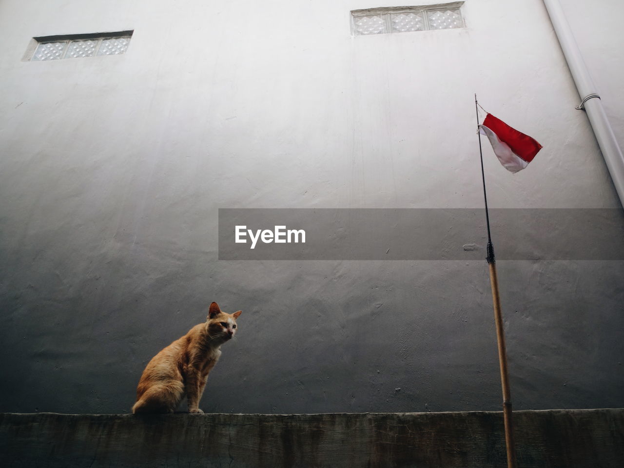 High angle view of cat on wall