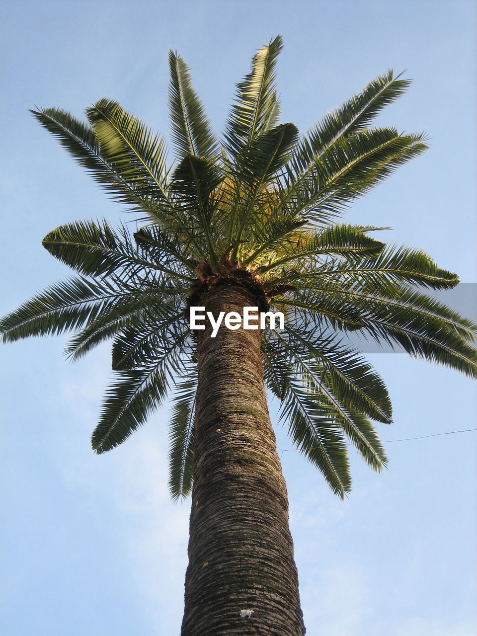 Low angle view of palm tree against sky