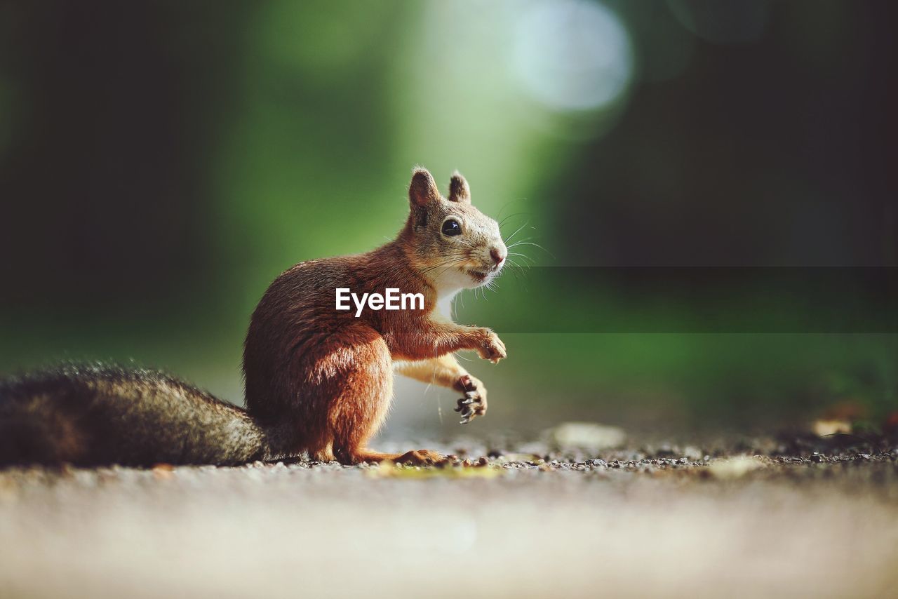 Close-up of squirrel on field