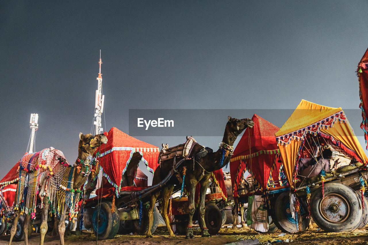 Low angle view of camels against sky