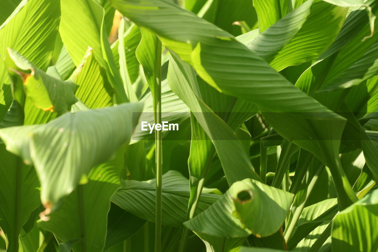 Close-up of fresh green leaves on plant