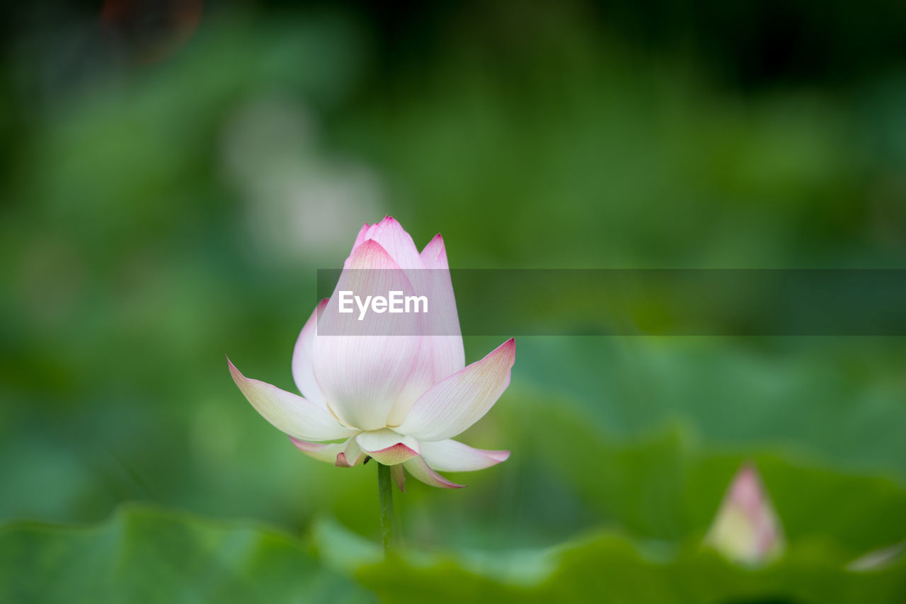 Close-up of pink lotus blooming outdoors