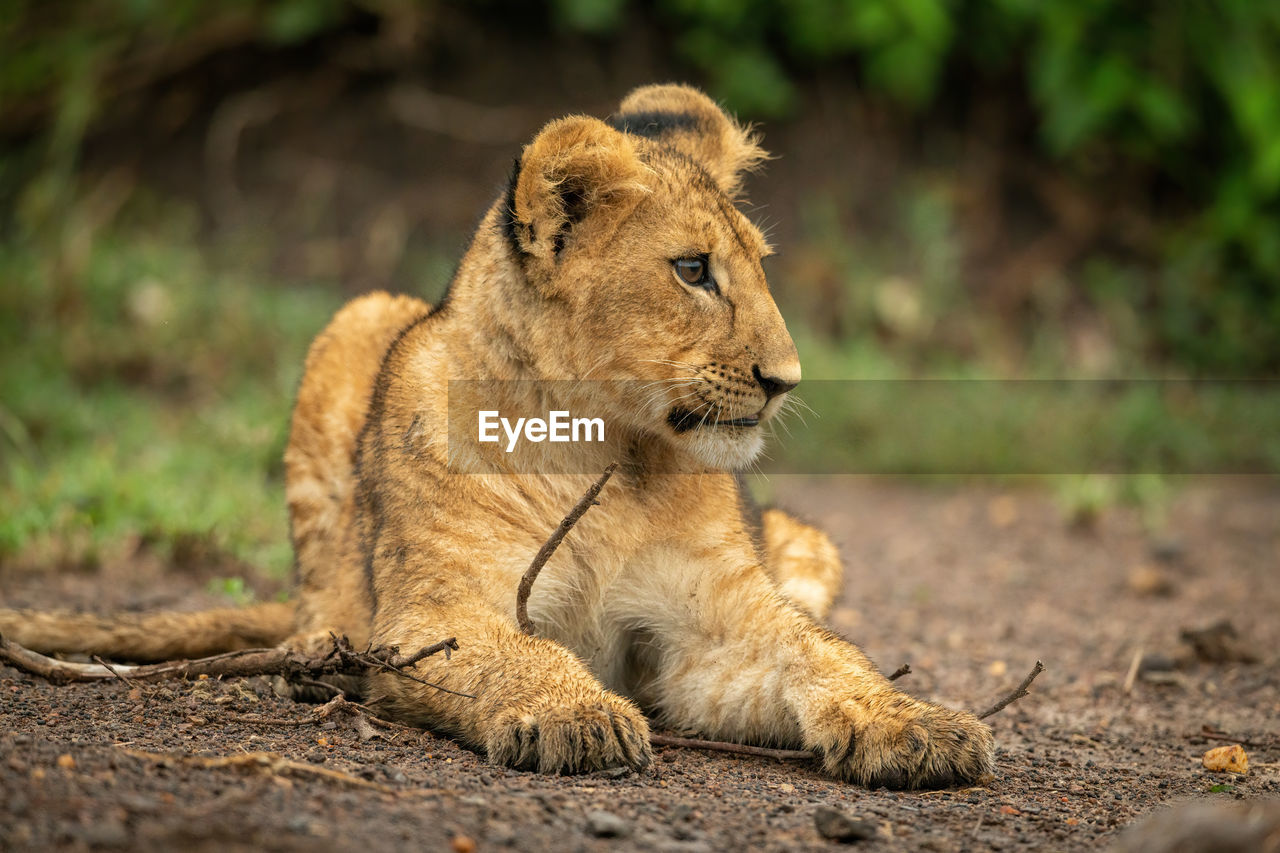 Close-up of lion cub lying in dirt