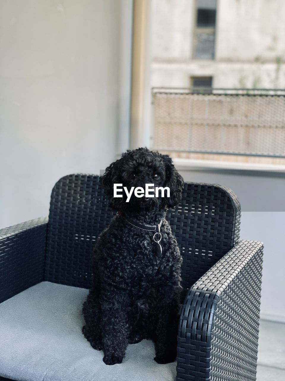 Portrait of dog sitting on chair