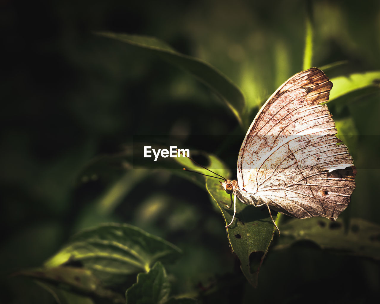Close up view of a butterfly take a rest on leaf in the garden with beautiful moody tones