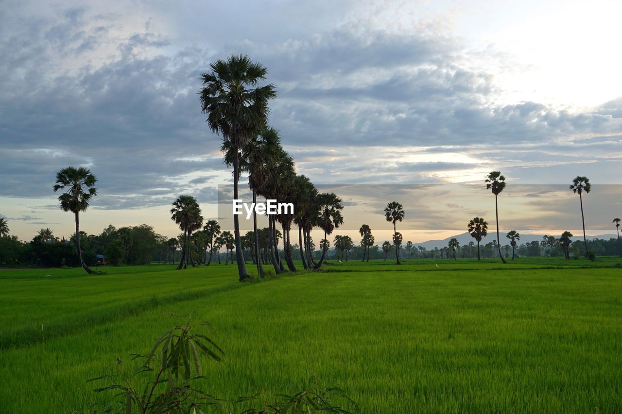 SCENIC VIEW OF PALM TREES ON FIELD