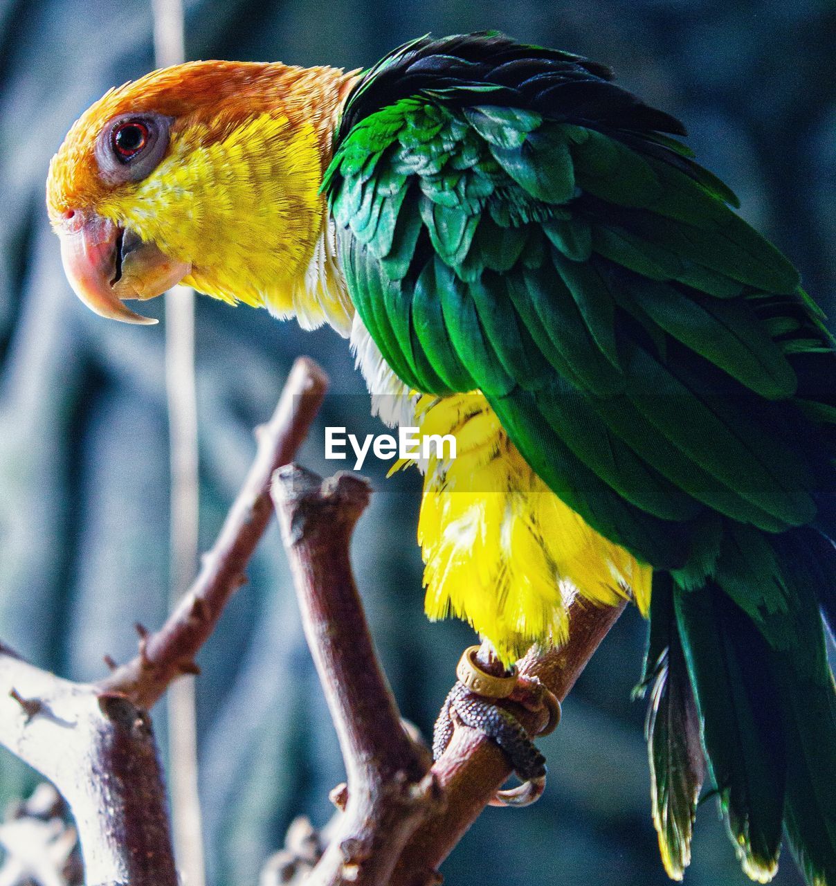 VIEW OF PARROT PERCHING ON TREE