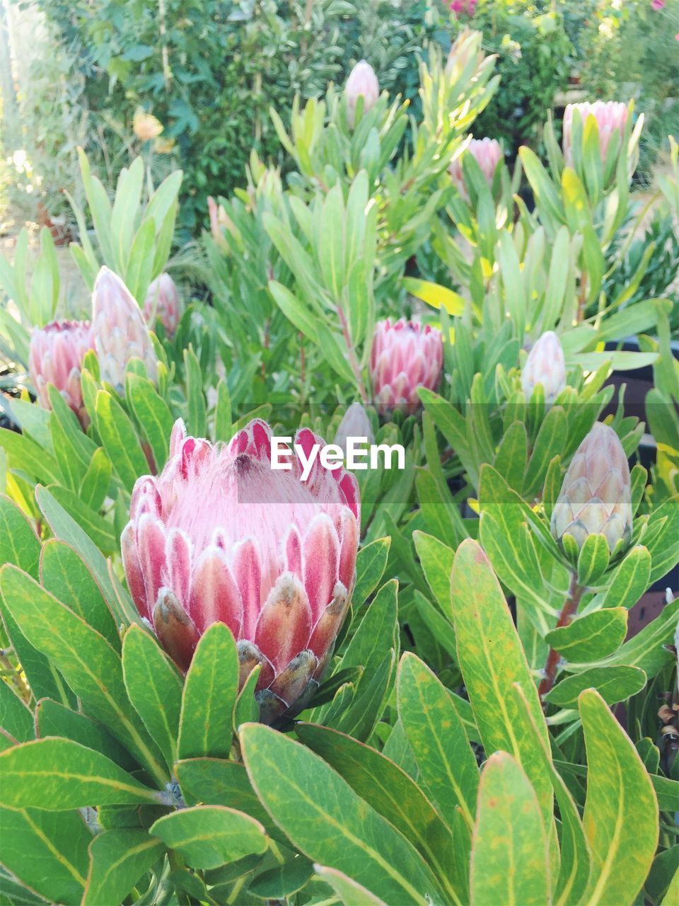 CLOSE-UP OF PINK FLOWERS BLOOMING