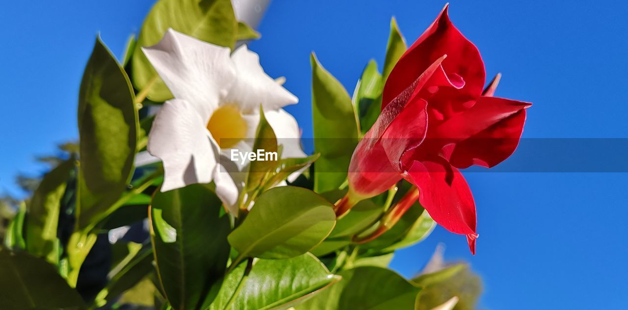 LOW ANGLE VIEW OF FLOWERING PLANT AGAINST BLUE SKY