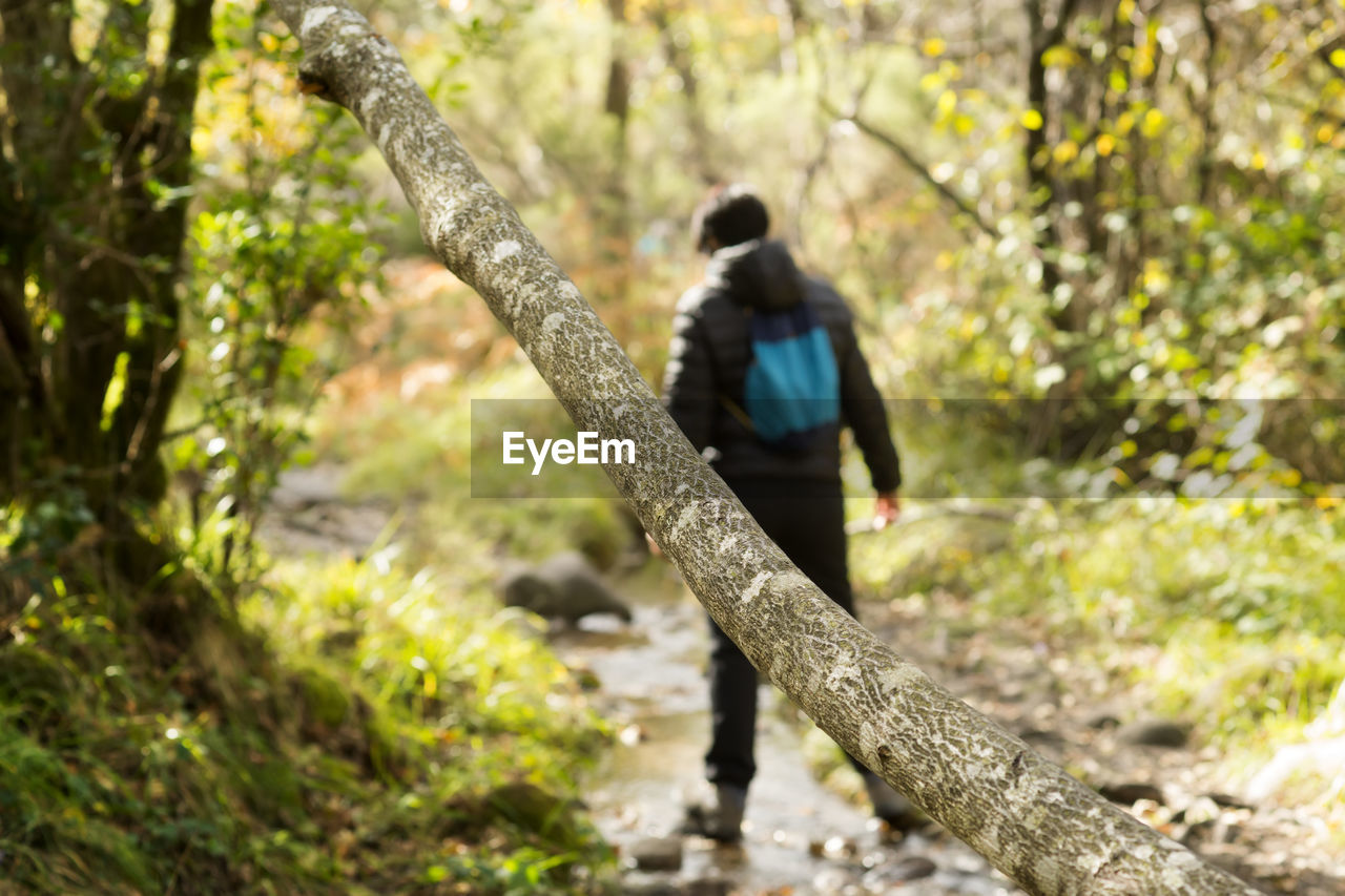 Full length of woman walking in forest