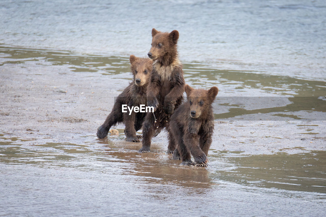 animal, animal themes, mammal, water, group of animals, dog, animal wildlife, wildlife, pet, brown bear, carnivore, no people, nature, two animals, young animal, wet, day, outdoors, beach, brown, motion, sea, canine