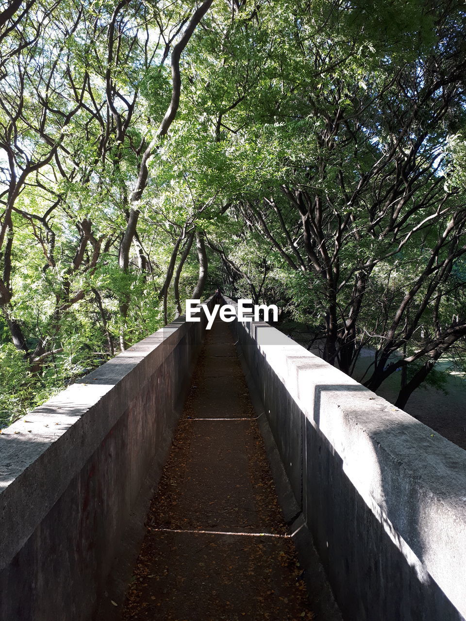 FOOTPATH BY TREES