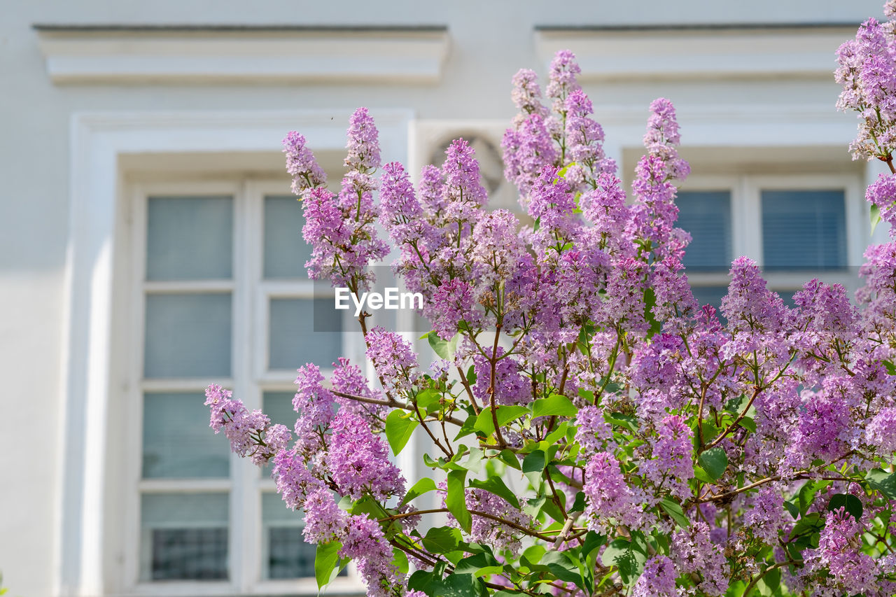 Spring lilac flowers with old wooden window and white cement wall at home