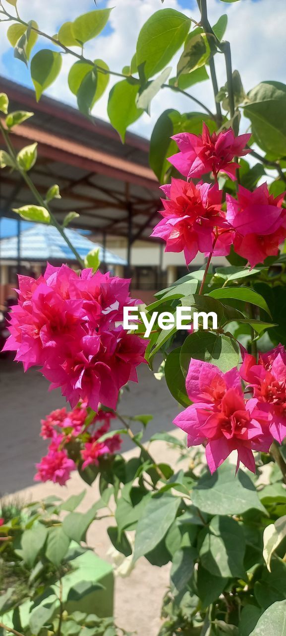 plant, flowering plant, flower, beauty in nature, freshness, nature, growth, leaf, plant part, pink, fragility, close-up, petal, no people, flower head, inflorescence, outdoors, day, bougainvillea, blossom, sunlight, green, springtime, floristry, tree, fuchsia