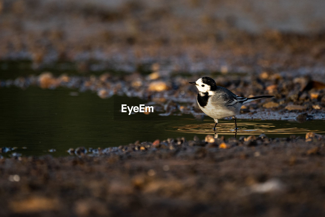 animal themes, animal, animal wildlife, nature, bird, wildlife, water, one animal, no people, selective focus, reflection, lake, morning, surface level, outdoors, day, side view, full length, close-up, songbird, motion, sunlight