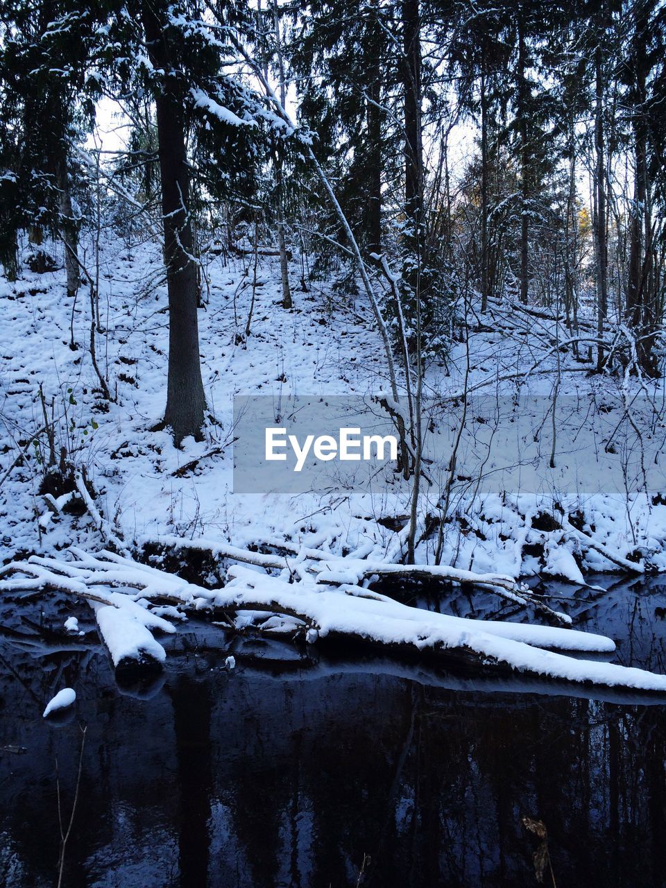 REFLECTION OF TREES ON SNOW COVERED LANDSCAPE