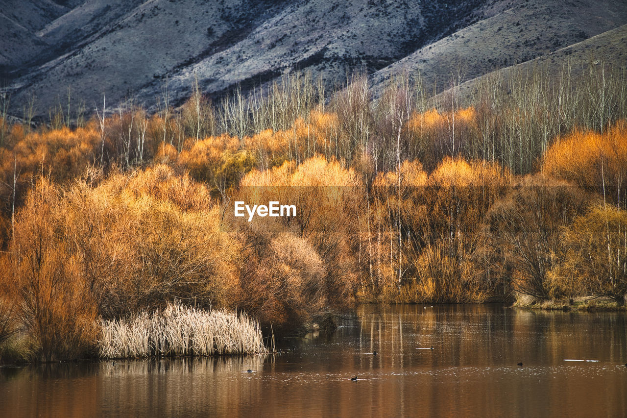 SCENIC VIEW OF LAKE BY TREES DURING AUTUMN