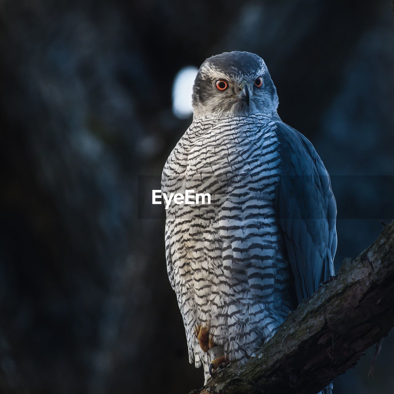 CLOSE-UP OF OWL PERCHING ON TREE
