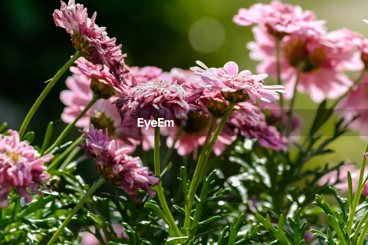 Close-up of pink flowering plants