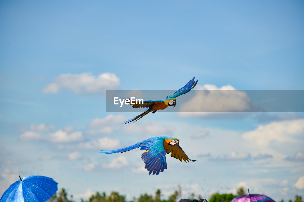 BIRD FLYING IN SKY