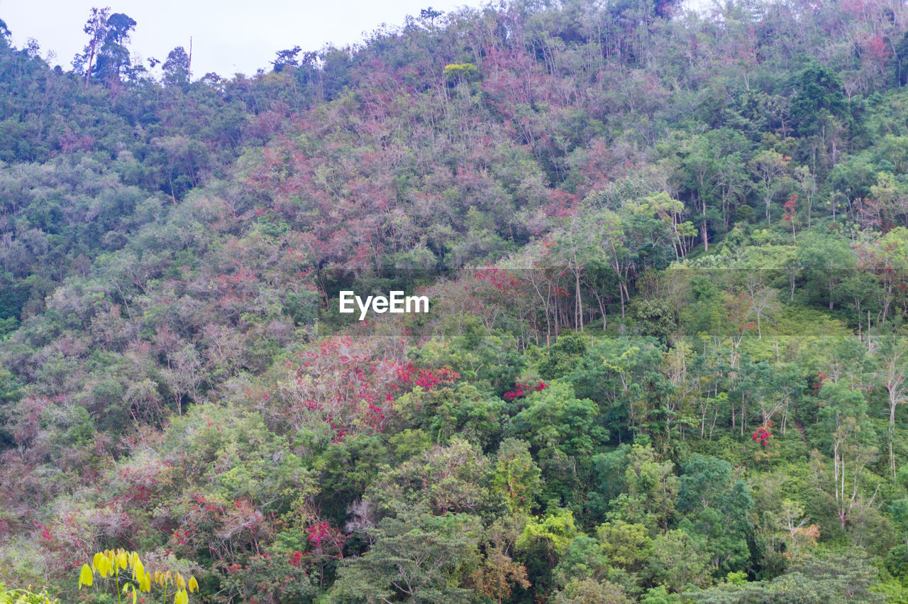 TREES GROWING IN FIELD