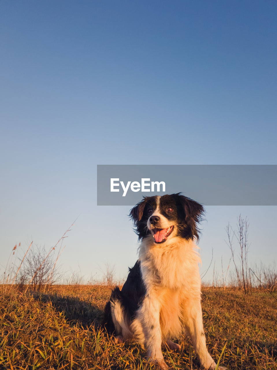 Vertical portrait of a smiling border collie dog posing happy, open mouth expression, sitting.