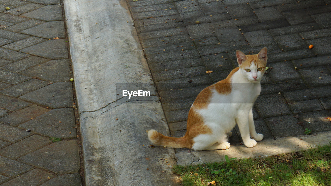 HIGH ANGLE PORTRAIT OF CAT SITTING ON FOOTPATH