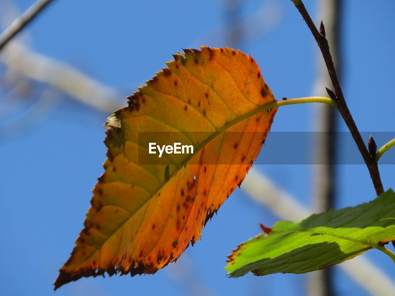 Close-up of autumnal leaf against sky