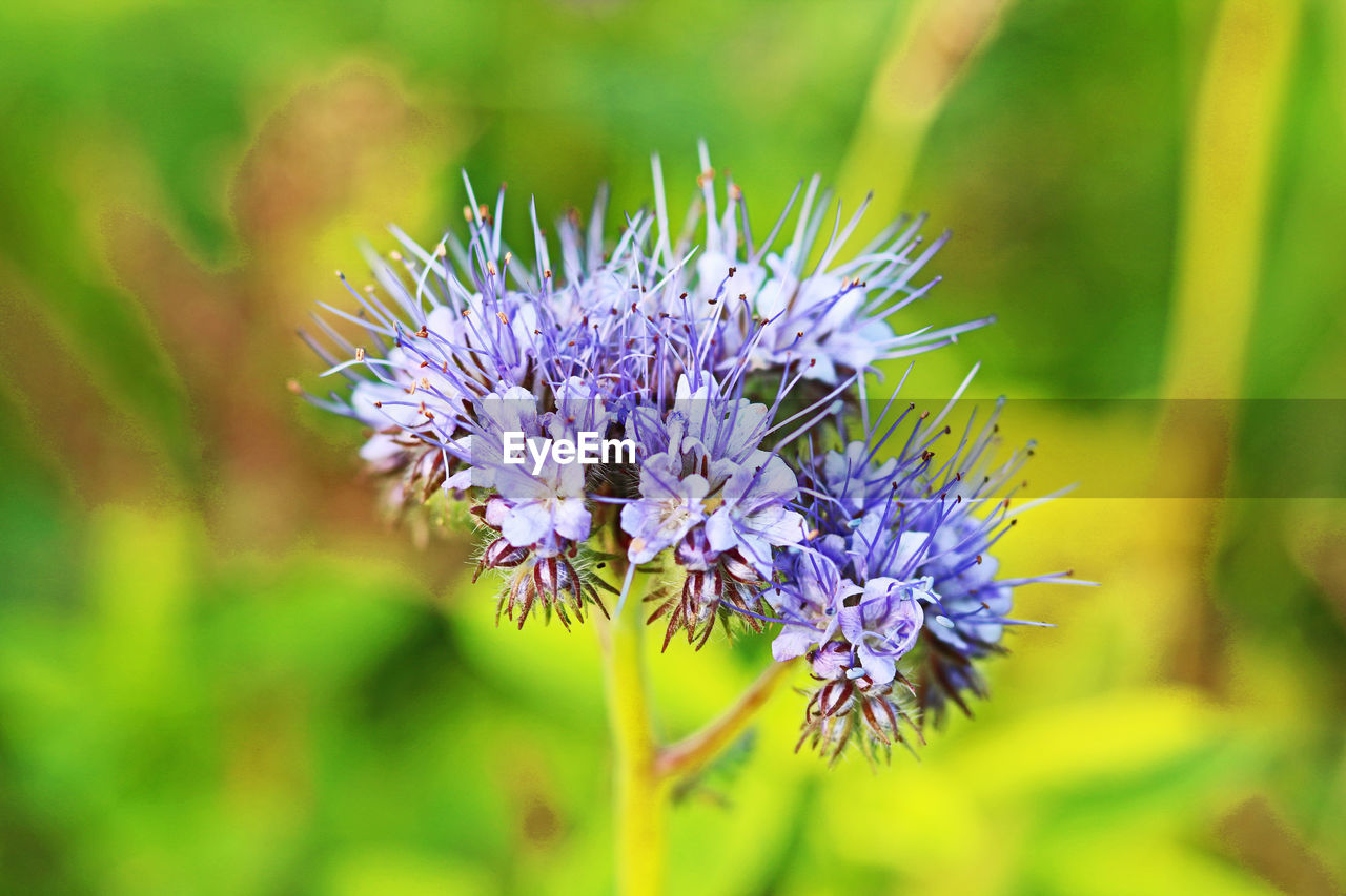 CLOSE-UP OF PURPLE FLOWER BLOOMING