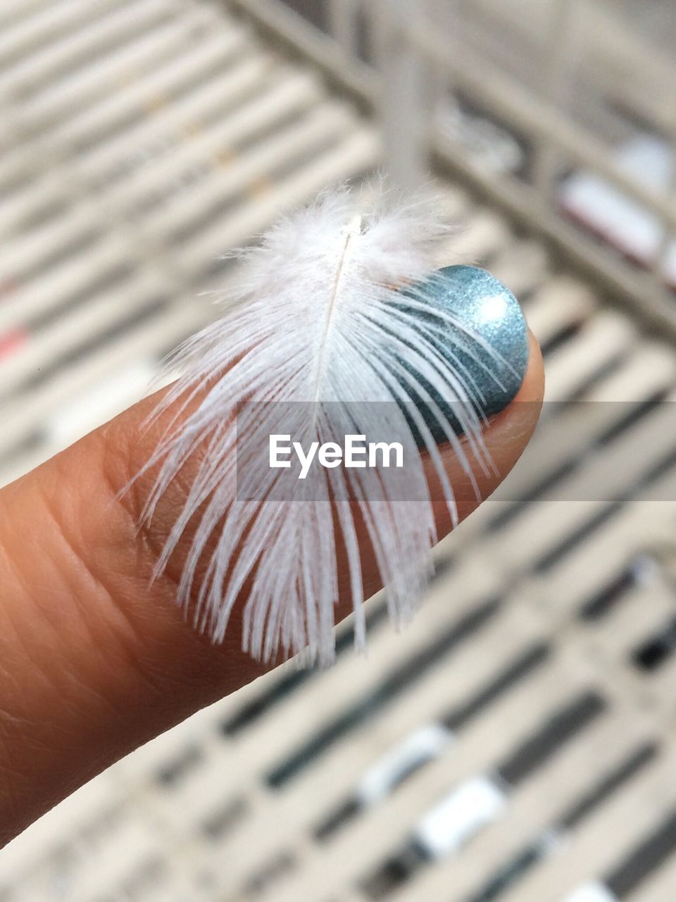 Close-up of feather on human finger