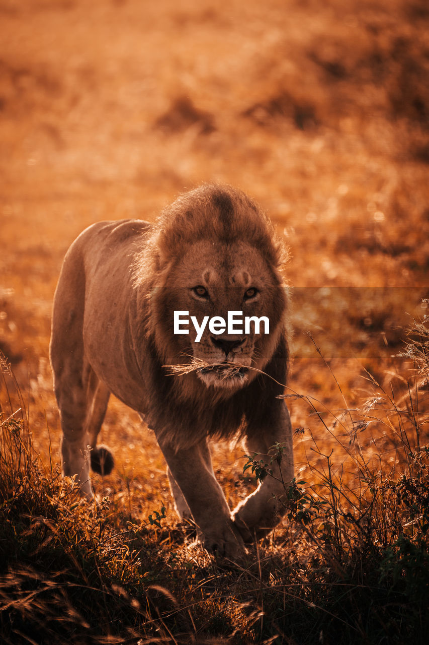 Portrait of lion walking on land