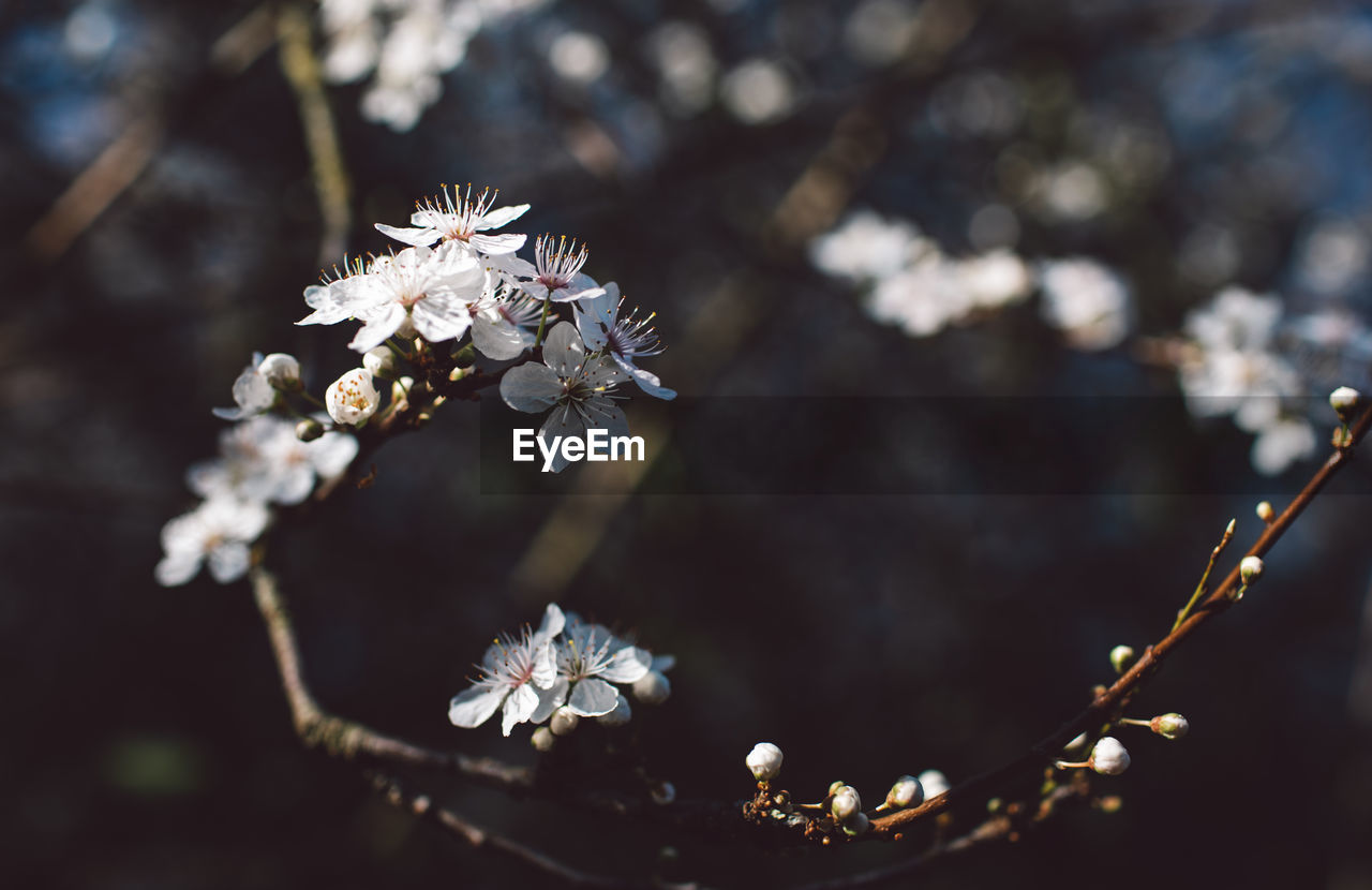 Close-up of cherry blossoms on tree