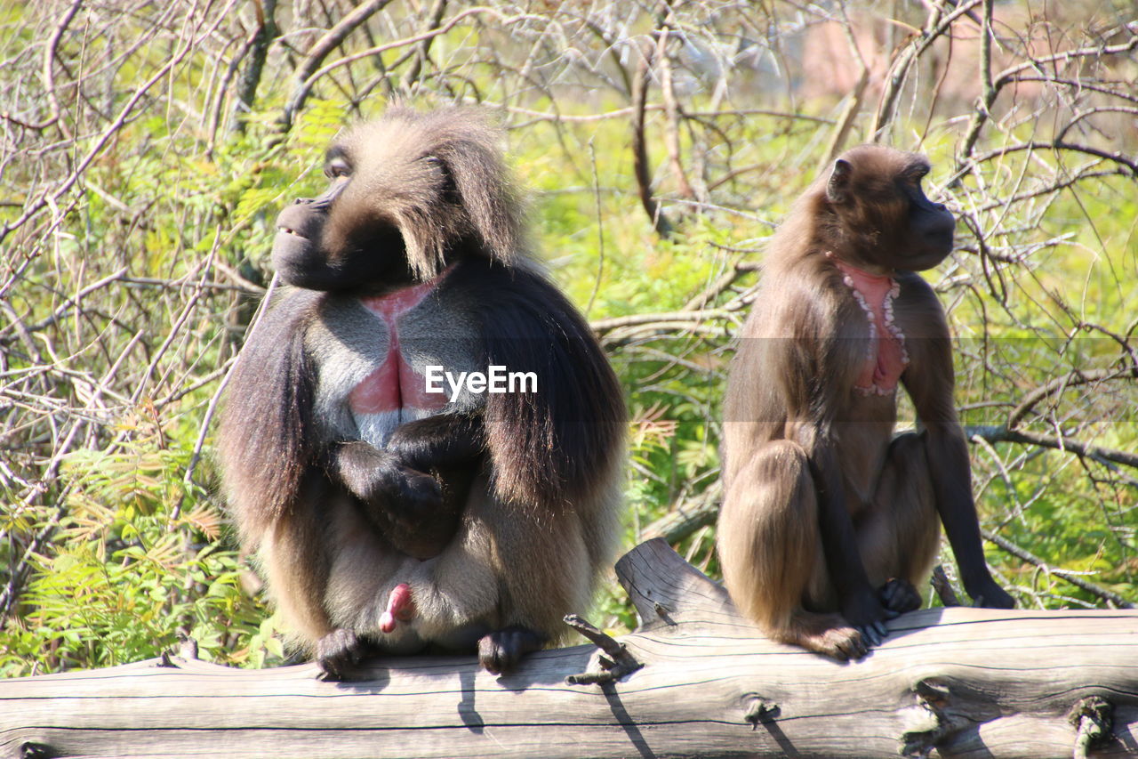 MONKEY SITTING ON A TREE