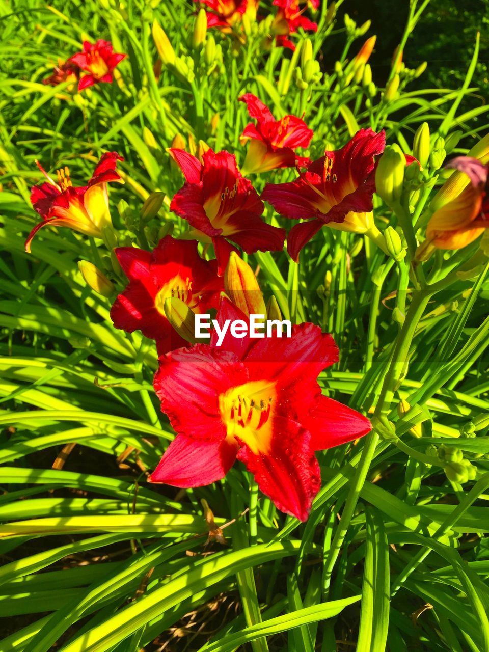 CLOSE-UP OF RED FLOWERS BLOOMING OUTDOORS