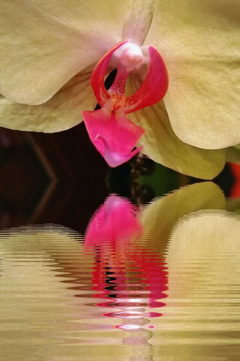 Reflection of flower on lake