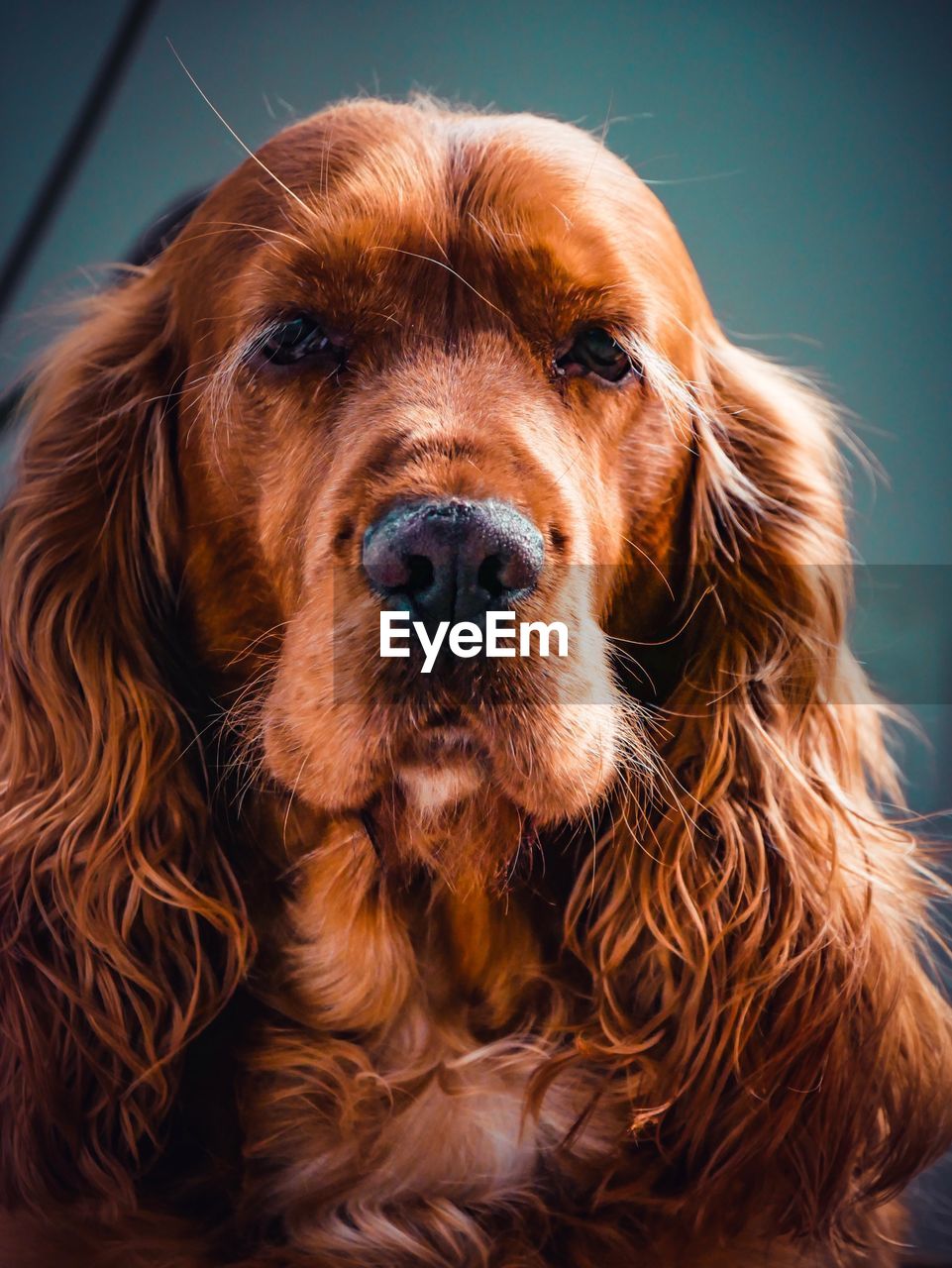 Close-up portrait of dog