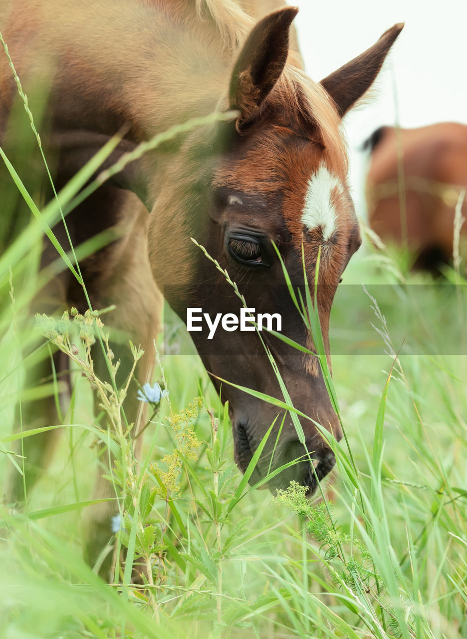 Close-up of horse in grass