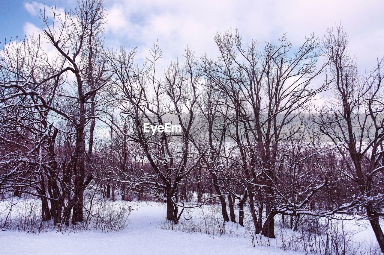 VIEW OF BARE TREES AGAINST SKY