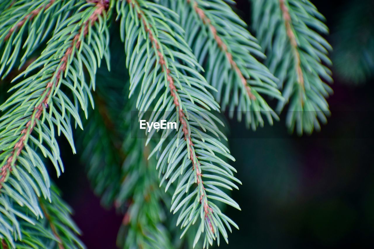 Close-up of evergreen tree needles