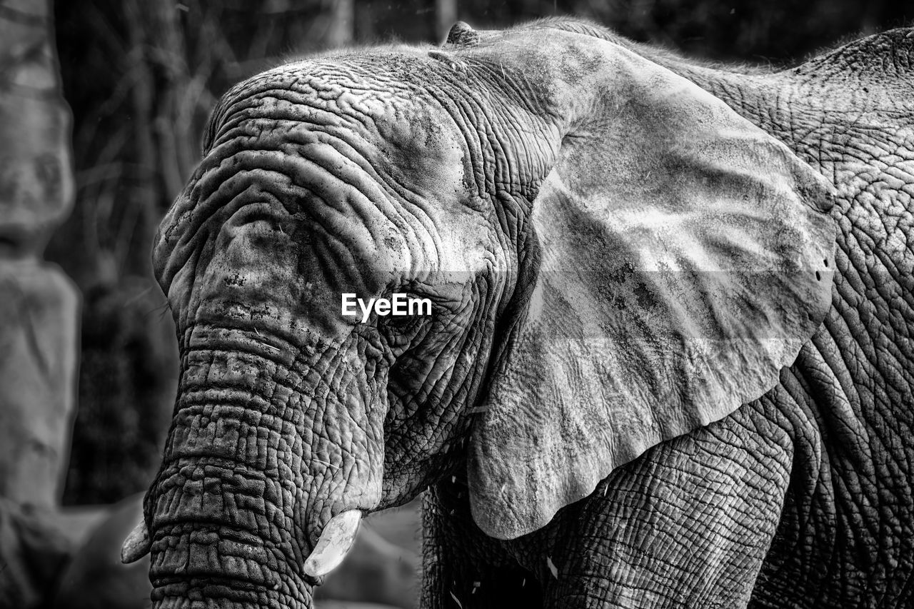 CLOSE-UP OF ELEPHANT ON ZEBRA