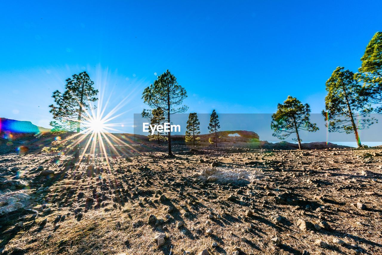 SCENIC VIEW OF SUN SHINING THROUGH TREES