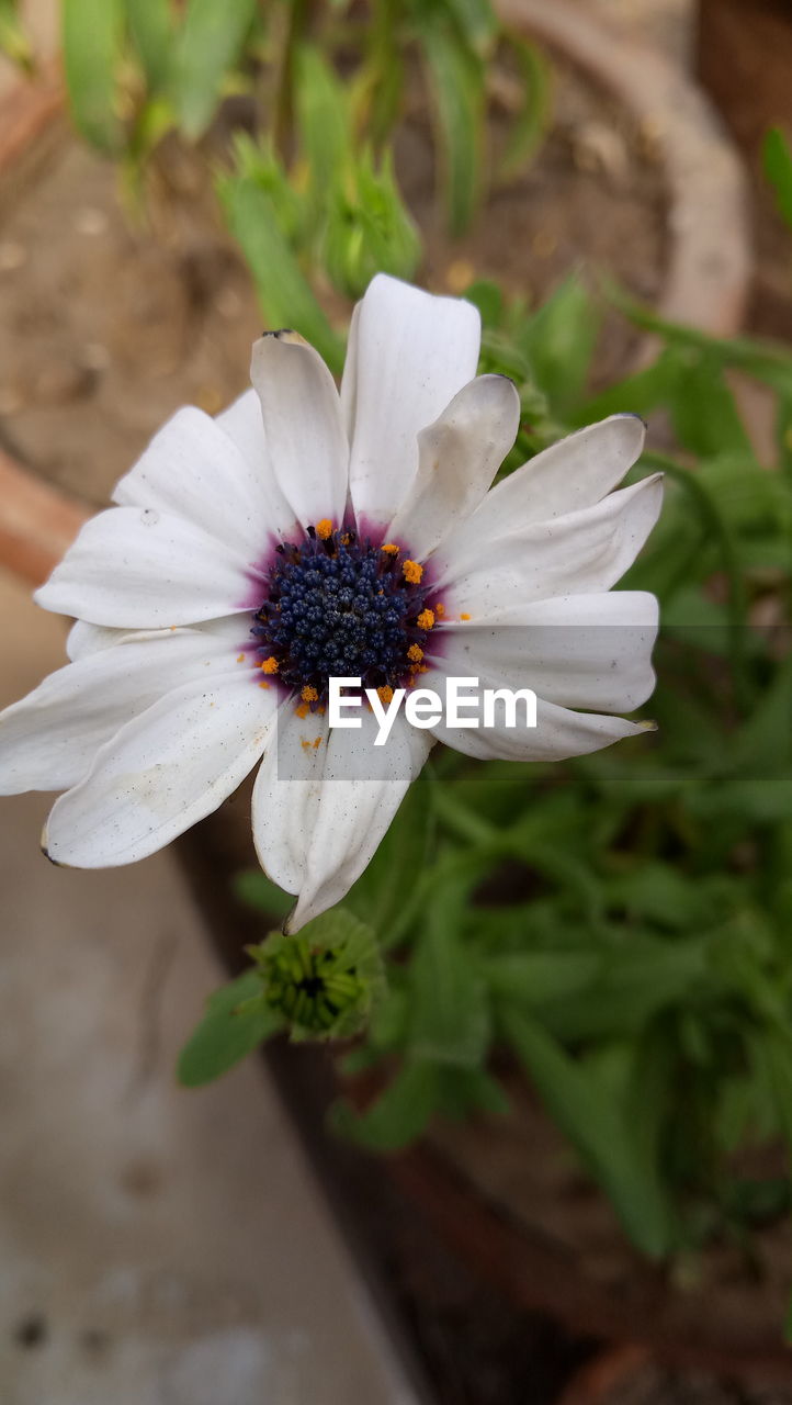 CLOSE-UP OF INSECT BLOOMING OUTDOORS