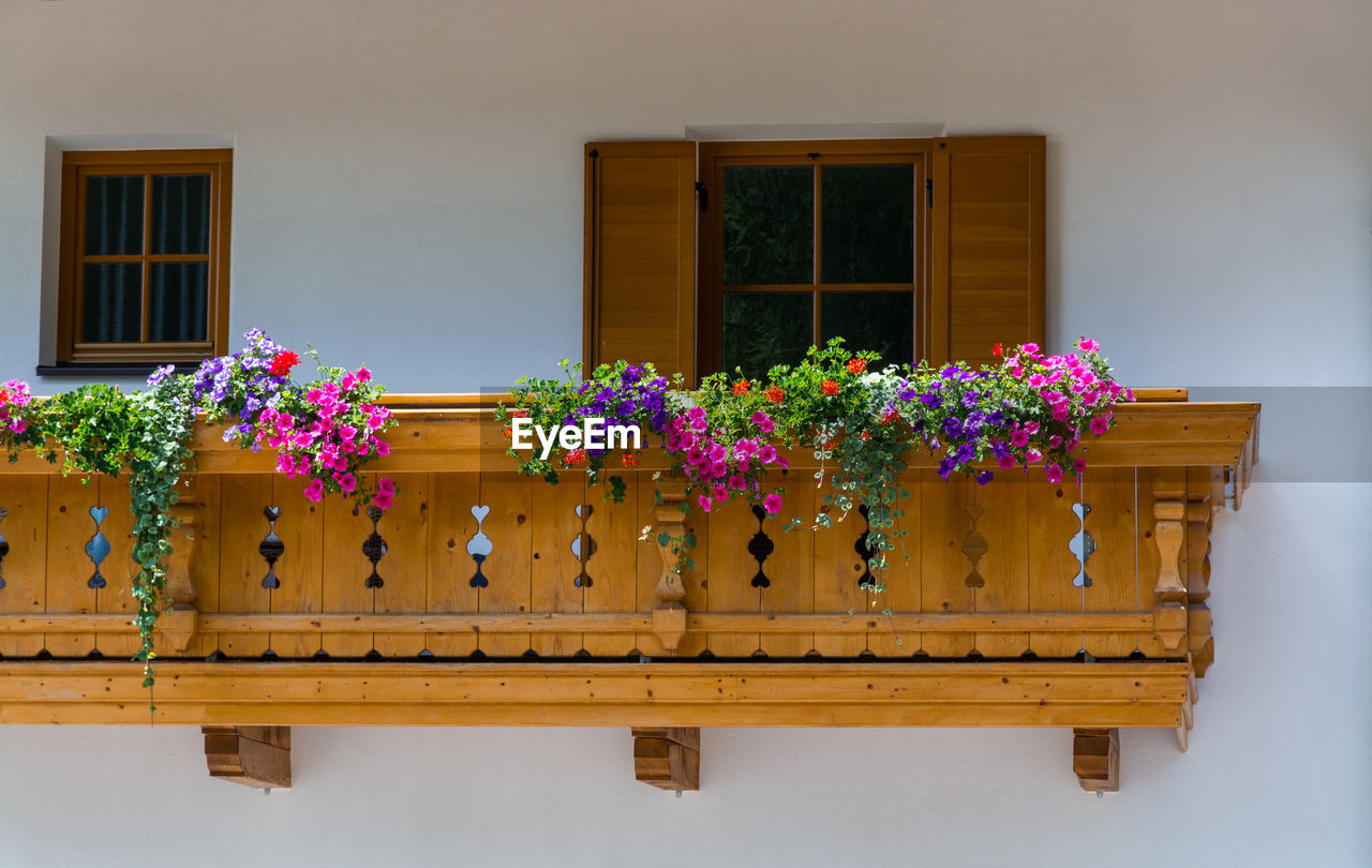 Potted plants on window of building