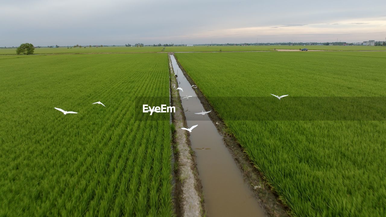 Scenic view of agricultural field against sky