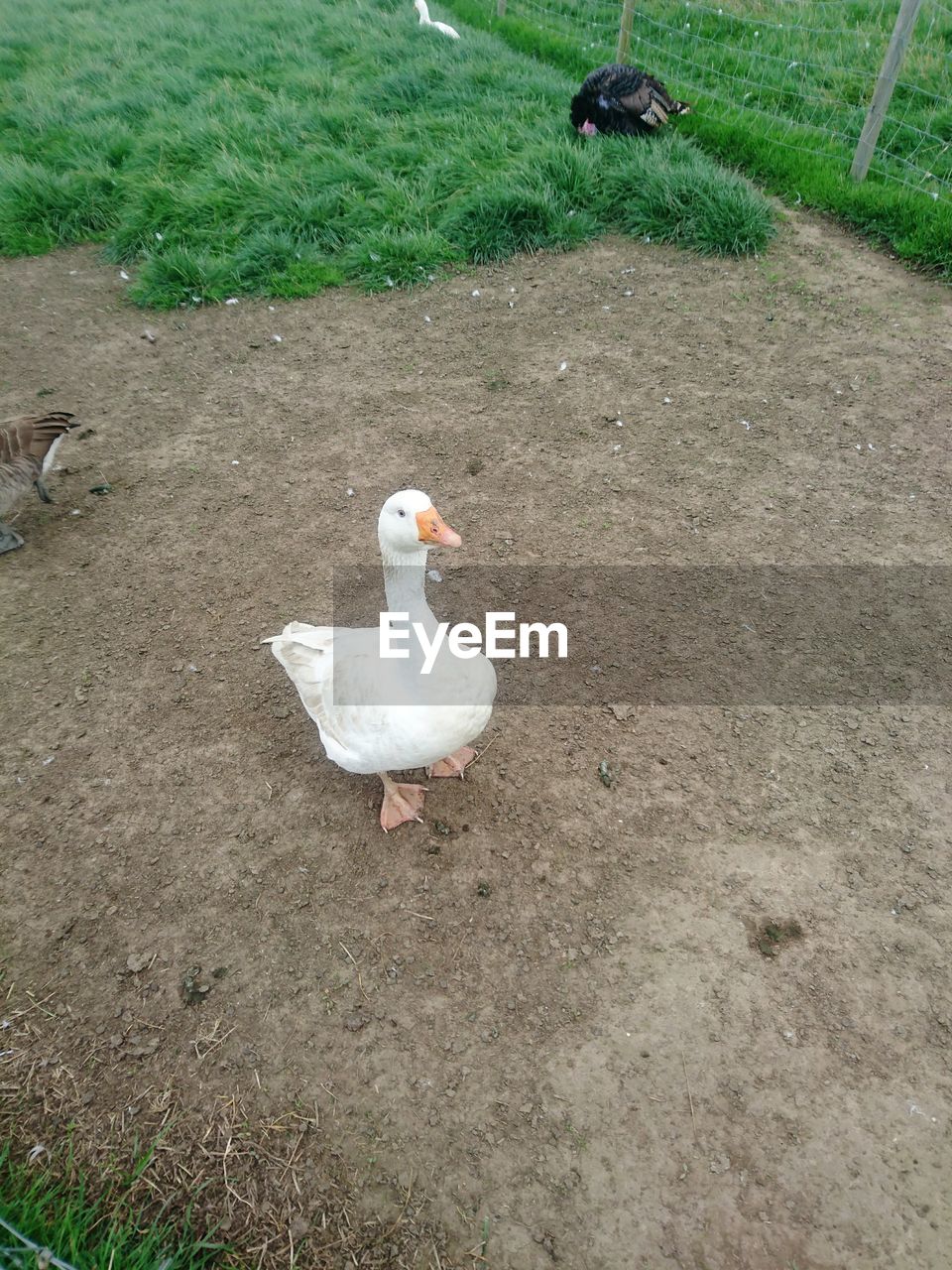 HIGH ANGLE VIEW OF SWAN IN FIELD