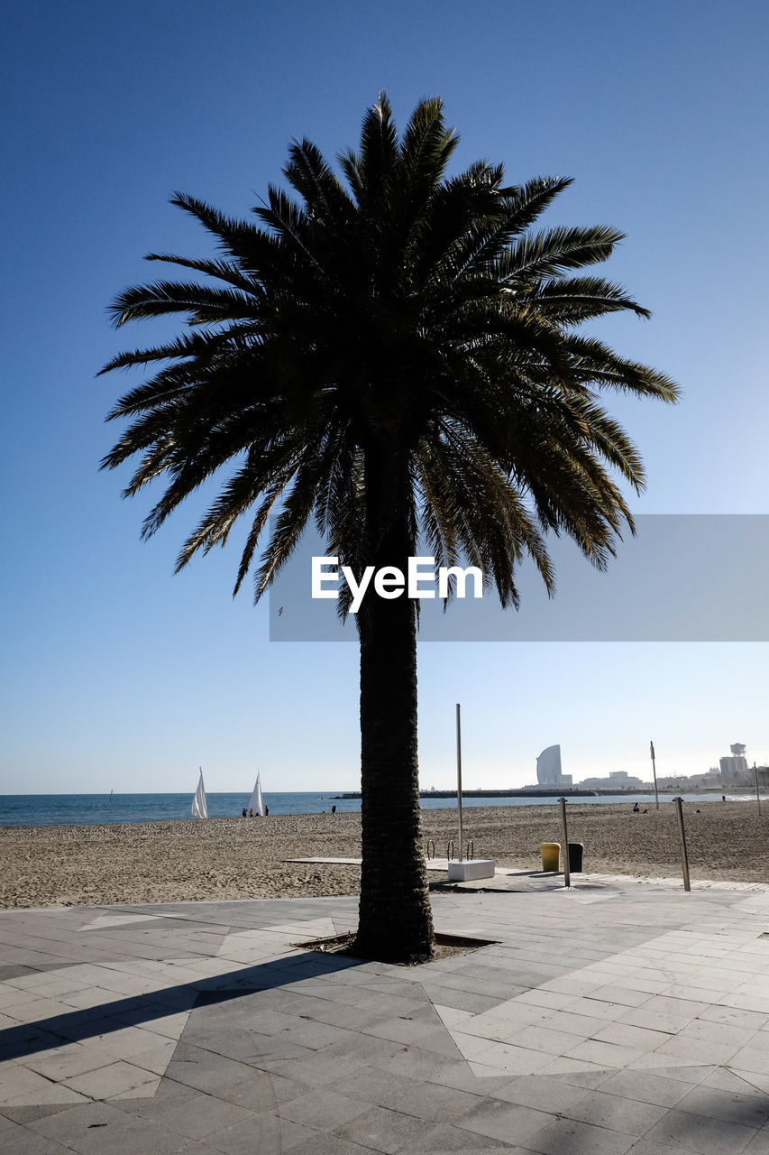 Palm trees on beach against clear sky