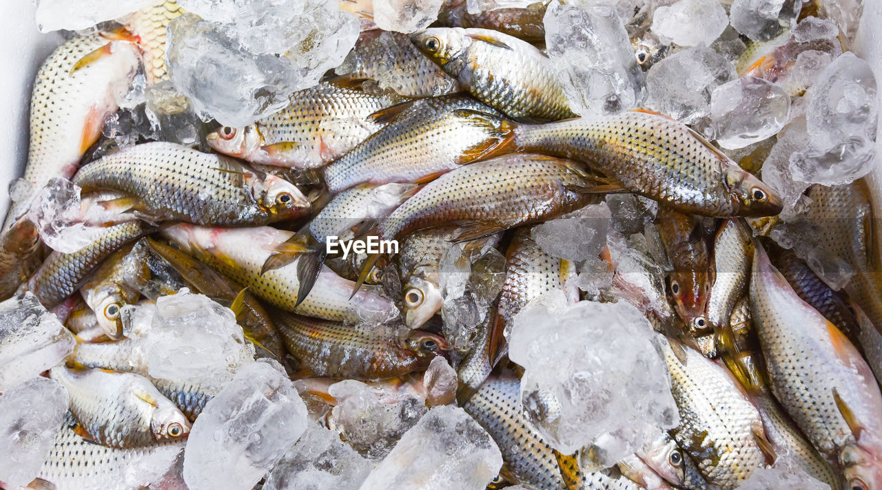 HIGH ANGLE VIEW OF DEAD FISH FOR SALE IN MARKET