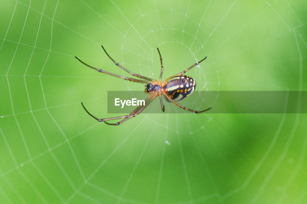 CLOSE-UP OF SPIDER WEB